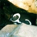 Penguin under rock